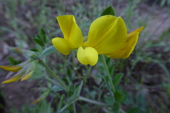Acmispon grandiflorus