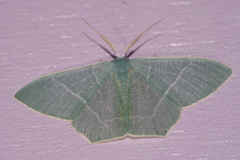 Pelagodes proquadraria