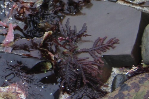 Neoptilota californica, 2026-07-19