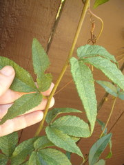 Passiflora antioquiensis