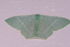 Pelagodes proquadraria
