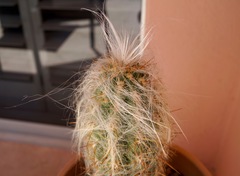 Oreocereus celsianus