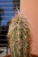 Oreocereus celsianus