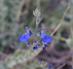 Salvia chamaedryoides