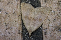 Polypogon ryukyuensis