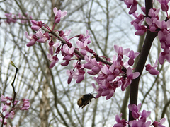 Anthophora villosula