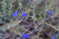 Salvia chamaedryoides