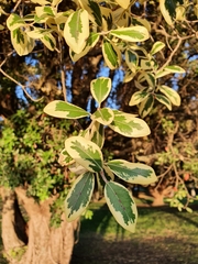 Metrosideros kermadecensis