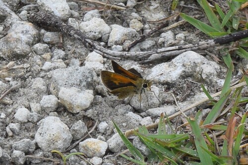 Baracoa Skipper photo 2