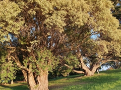 Metrosideros kermadecensis