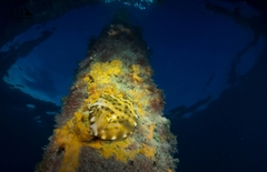 Eubalichthys mosaicus