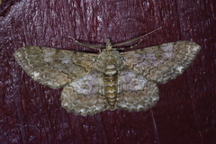 Cleora repulsaria