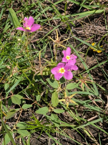 Sabatia campestris, photograph 3
