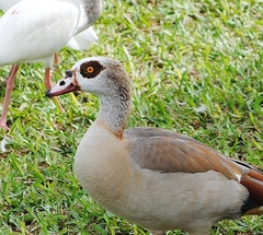 Alopochen aegyptiaca