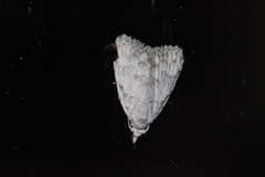 Nola thyrophora