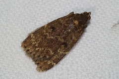 Hydrillodes pacifica