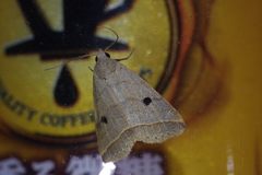 Bocula caradrinoides