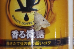 Bocula caradrinoides