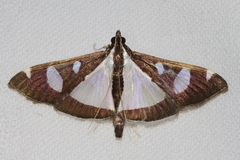 Glyphodes actorionalis