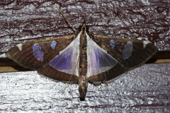 Glyphodes actorionalis