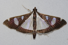 Glyphodes actorionalis