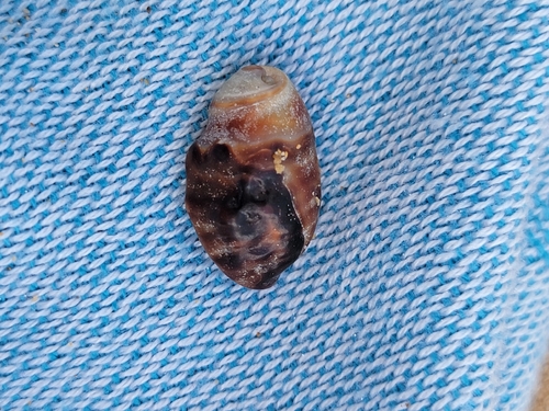 Morula observed 2026-07-19
