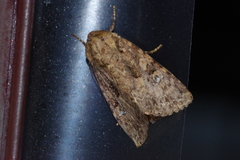 Feliniopsis indistans