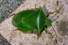 Vitellus orientalis
