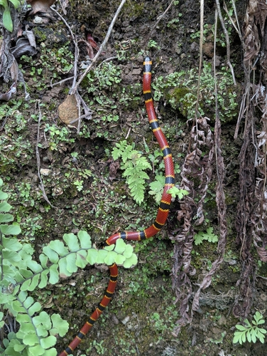 Brown's Coralsnake