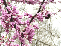 Anthophora villosula