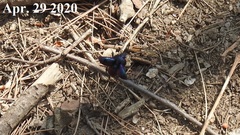 Phelotrupes auratus