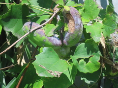 Akebia trifoliata