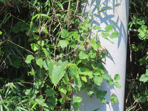 Akebia trifoliata, photograph 1