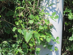 (c) Timur Kalininsky, some rights reserved (CC BY) Akebia trifoliata, photograph (c) Timur Kalininsky, some rights reserved (CC BY)