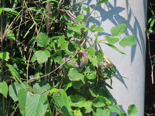 Akebia trifoliata, photograph 2