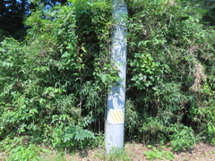 (c) Timur Kalininsky, some rights reserved (CC BY) Akebia trifoliata, photograph (c) Timur Kalininsky, some rights reserved (CC BY)