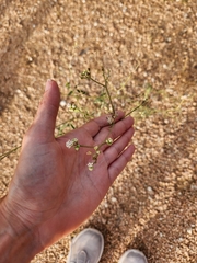 Florestina tripteris