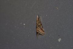 Microchilo inexpectellus