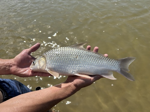 River carpsucker (Carpiodes carpio) — Catostomidae — 2