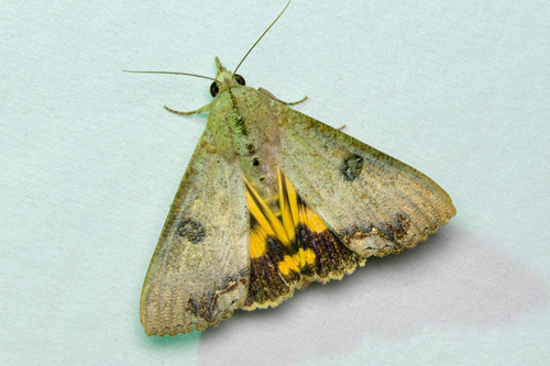 Hypocala Moth photo 5