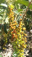 Citharexylum donnell-smithii