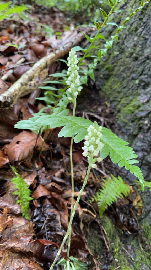 Two Downy Rattlesnake Plantain flower spikes above patterned evergreen leaves