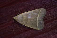 Simplicia cornicalis