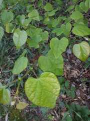 Cercis canadensis