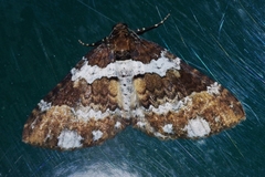Melanthia catenaria