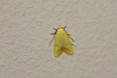 Aeolothapsa malacella