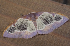 Celenna festivaria