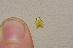 Aeolothapsa malacella