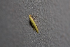 Aeolothapsa malacella