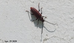 Callidiellum rufipenne